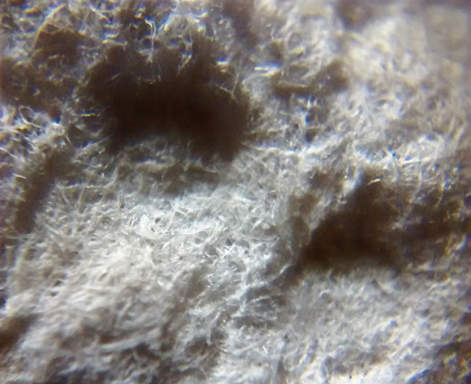 paper towel under microscope, https://commons.wikimedia.org/wiki/File: Paper_towel_under_microscope.jpg
